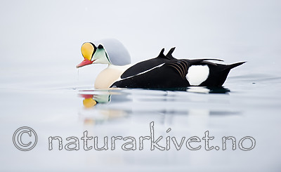 BB 13 0577 / Somateria spectabilis / Praktærfugl